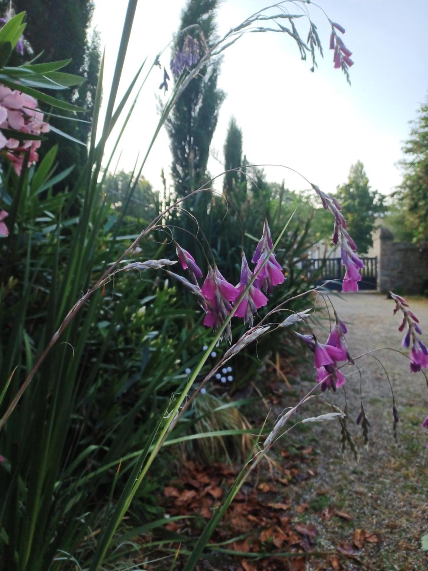 Le Banellou Bed and Breakfast Quimper Eksteriør billede